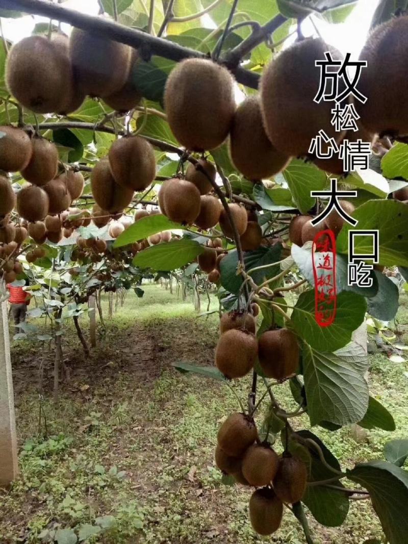 眉县徐香猕猴桃酸甜刚刚好，满满的VC……