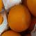 埃及橙，南非橙，主要供应饮品店加工厂！