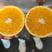 埃及橙，南非橙，主要供应饮品店加工厂！