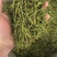 黄金叶茶茶叶绿茶黄金叶茶茶叶批发包邮