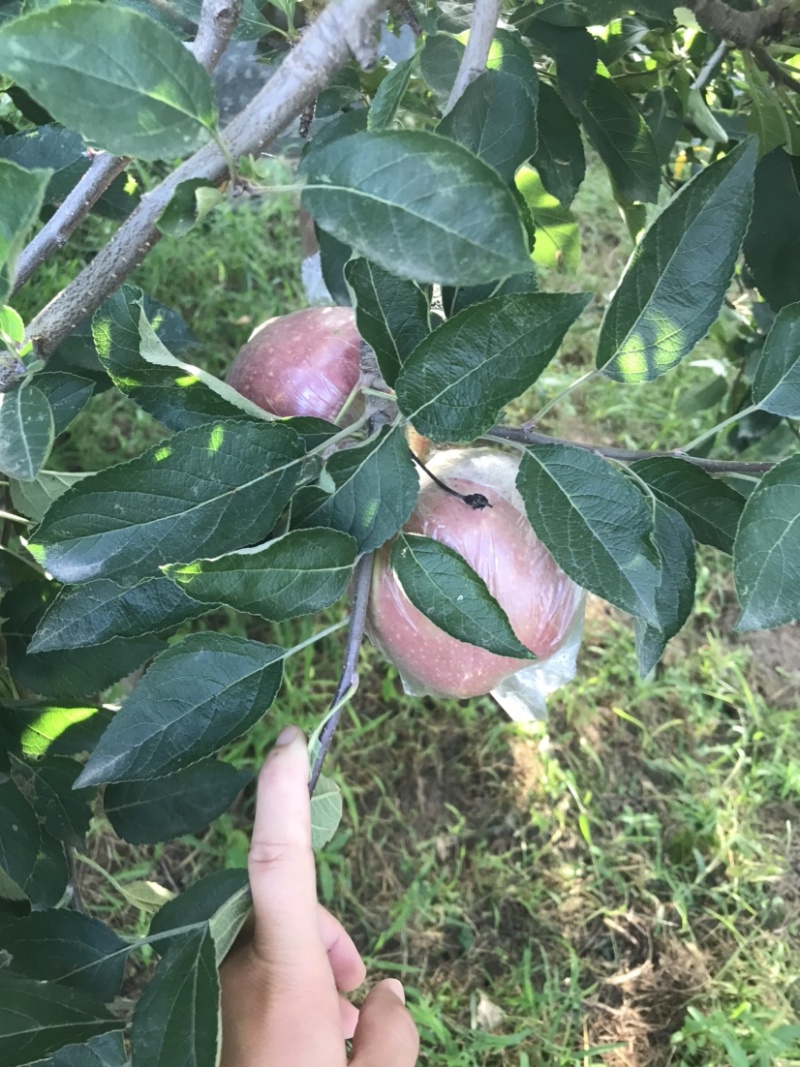 玫瑰红红星