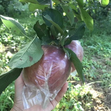 玫瑰红红星