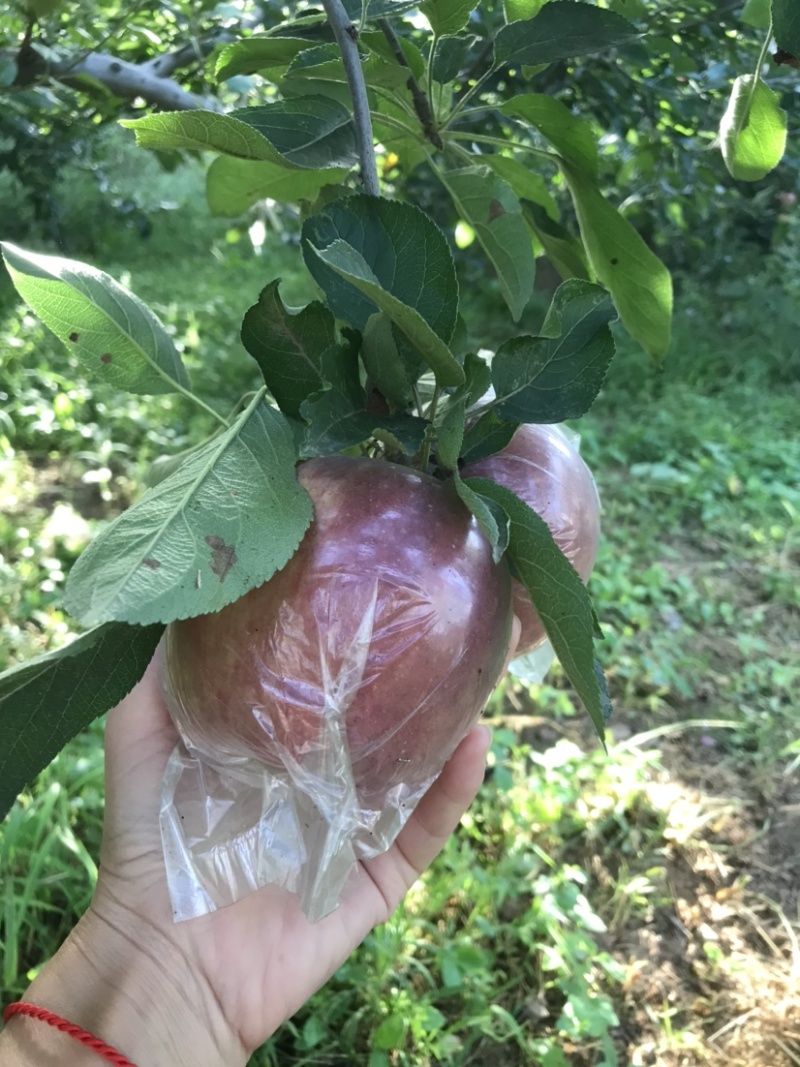 玫瑰红红星