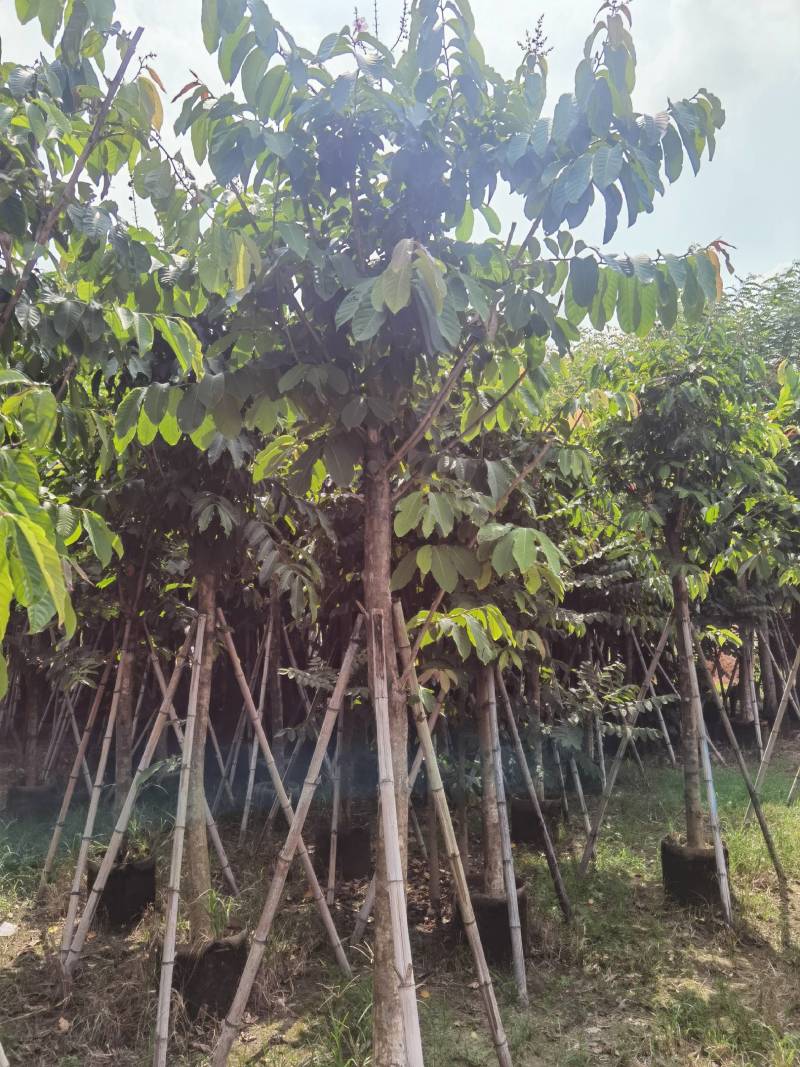 广东普宁紫薇，大叶紫薇，产地直供，保质保量，价格实惠