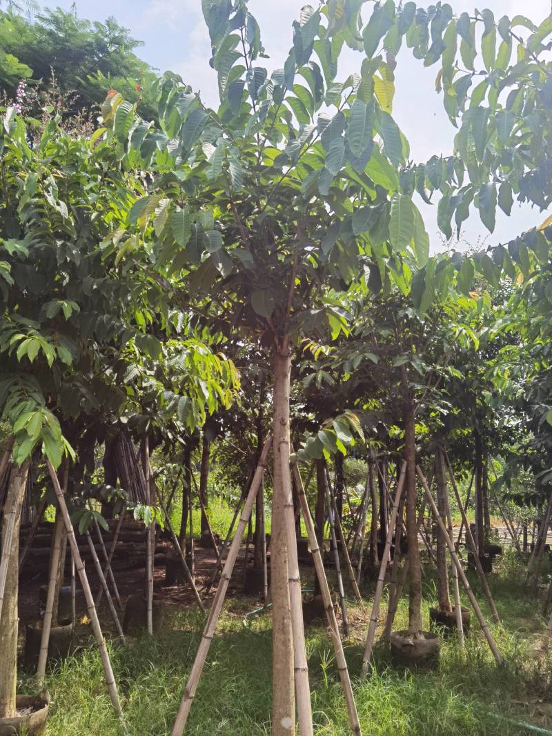 广东普宁紫薇，大叶紫薇，产地直供，保质保量，价格实惠