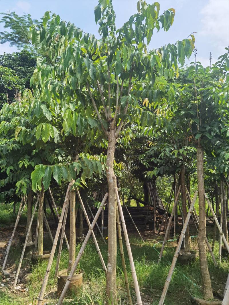 广东普宁紫薇，大叶紫薇，产地直供，保质保量，价格实惠