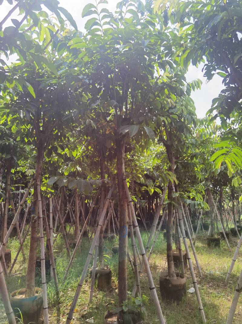 广东普宁紫薇，大叶紫薇，产地直供，保质保量，价格实惠