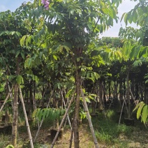 广东普宁紫薇，大叶紫薇，产地直供，保质保量，价格实惠