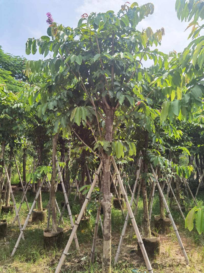广东普宁紫薇，大叶紫薇，产地直供，保质保量，价格实惠