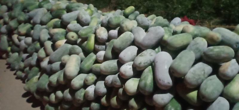 水果冬瓜