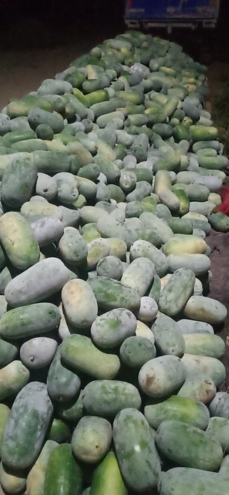 水果冬瓜