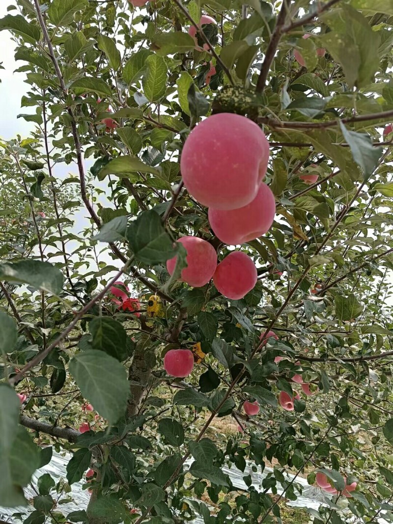 嘎啦，早熟富士，酥梨