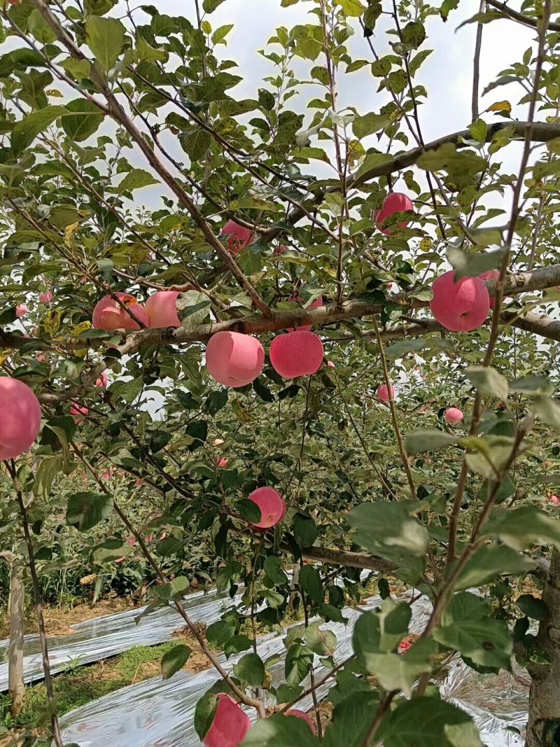 嘎啦，早熟富士，酥梨