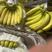 （坏果包赔）精品香蕉超市市场摆摊游击电商