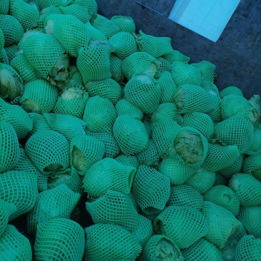 生菜