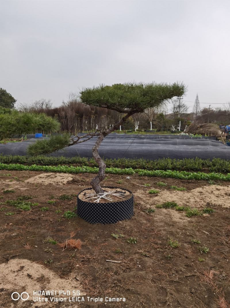 黑松桩盆景桩江苏盆景造型黑松精品造型松地景松景观黑松