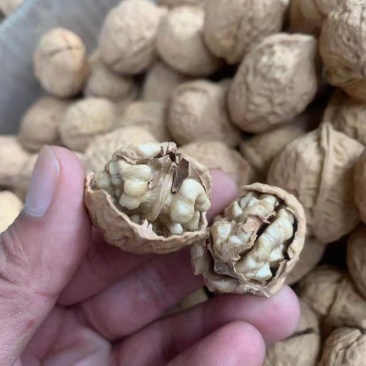 今年新货大优核桃