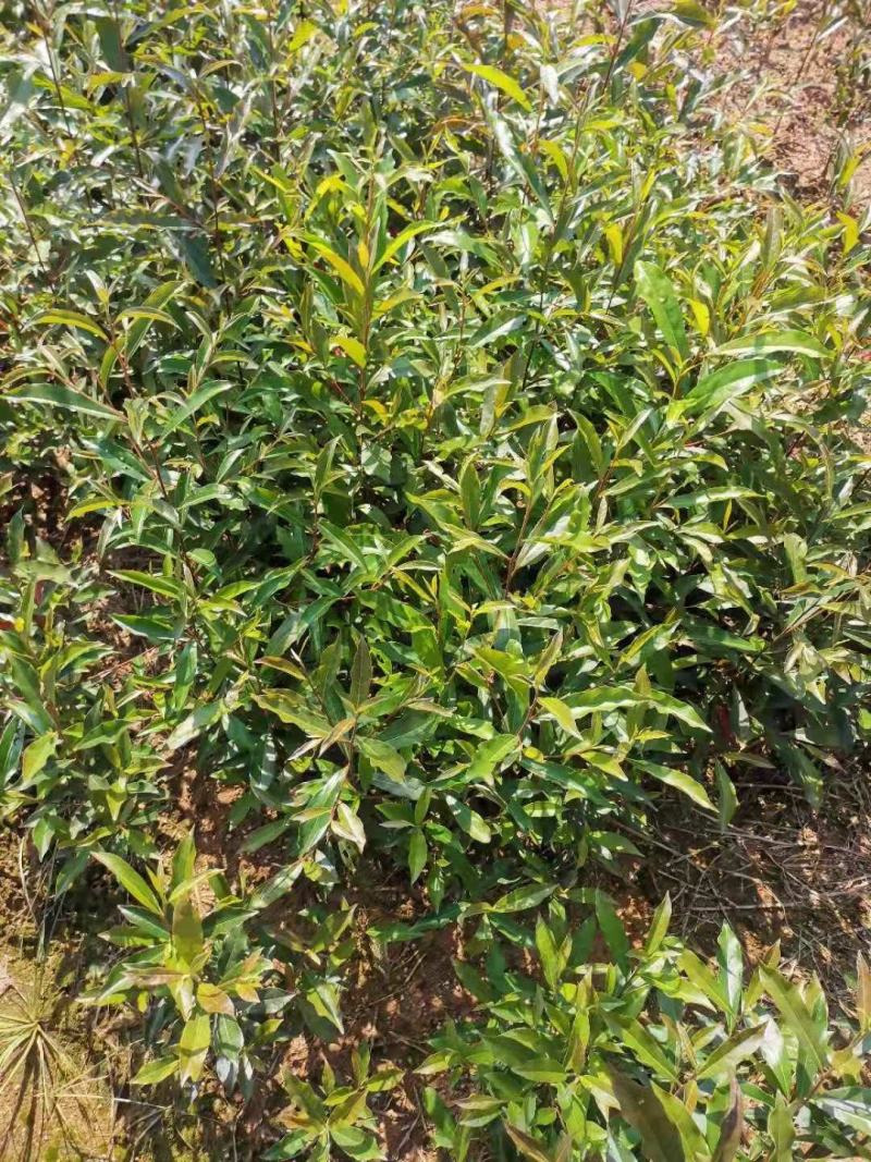 供应一年生杜英小苗，山杜英供应，江西供应各种造林苗绿化苗