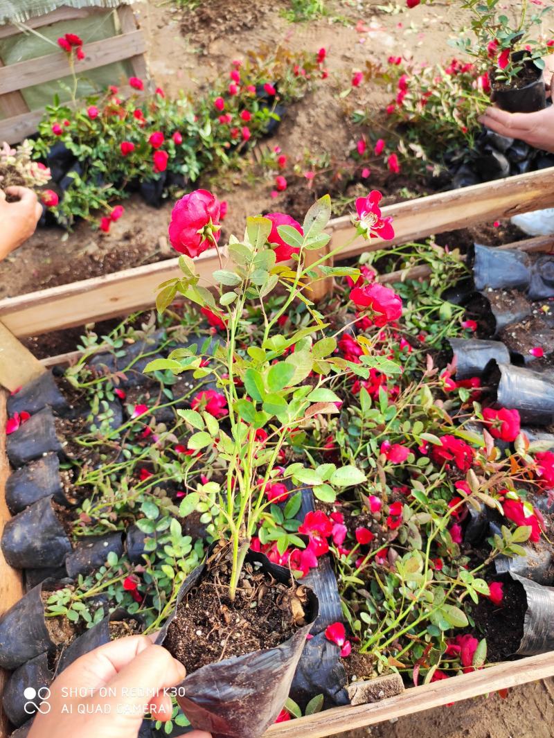 木香花苗正宗红木香四季红木香庭院爬藤花浓香型盆栽爬藤耐寒