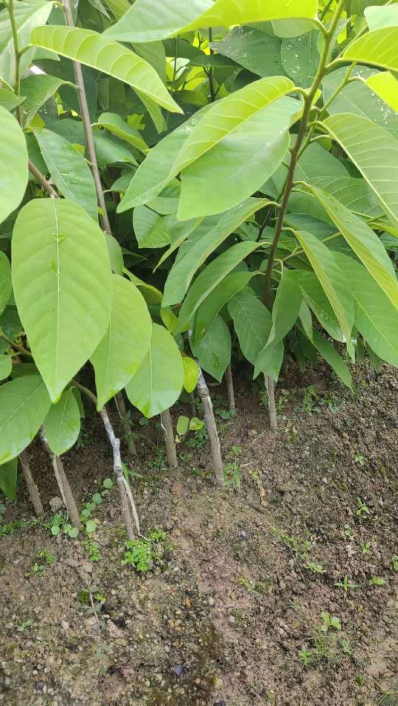 台湾释迦果苗自家嫁接苗AP大目凤梨释迦苗榴莲番荔枝苗