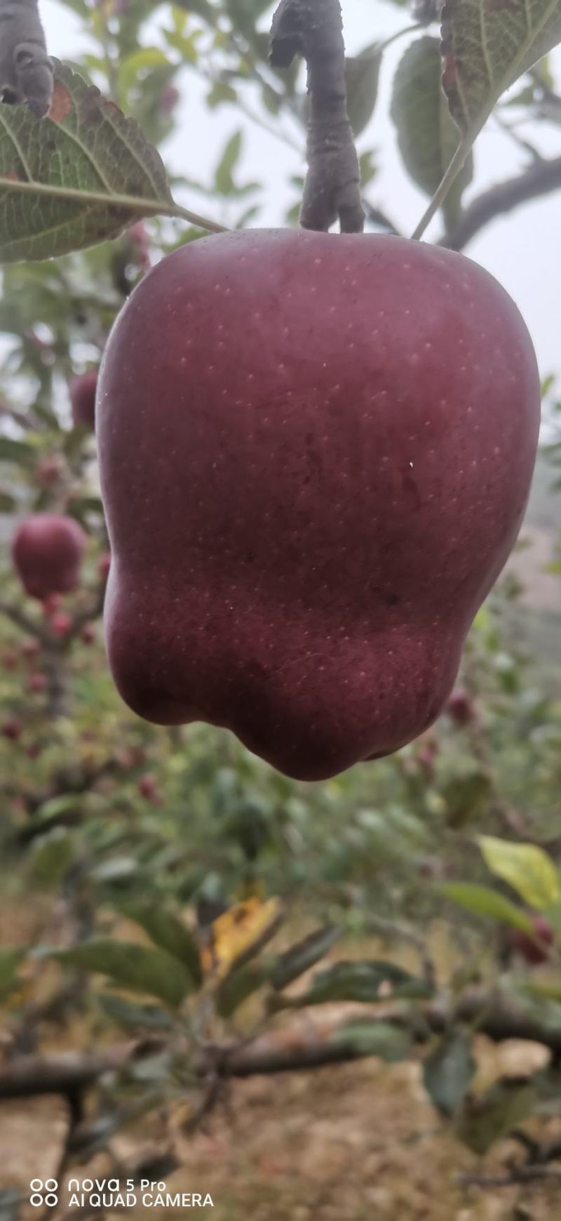 甘肃天水花牛苹果，高海拔，高品质.基地直发