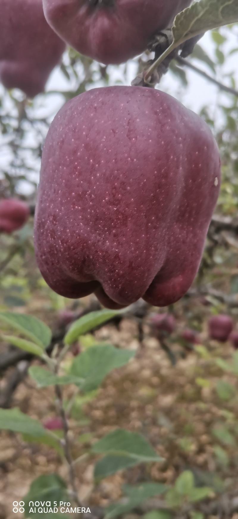 甘肃天水花牛苹果，高海拔，高品质.基地直发