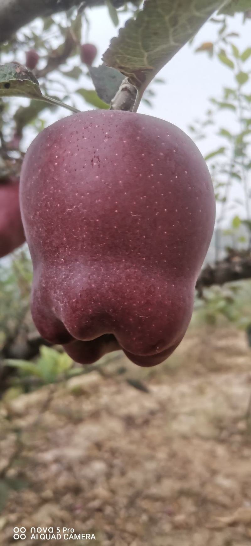 甘肃天水花牛苹果，高海拔，高品质.基地直发