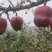 甘肃天水花牛苹果，高海拔，高品质.基地直发