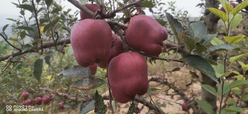 甘肃天水花牛苹果，高海拔，高品质.基地直发
