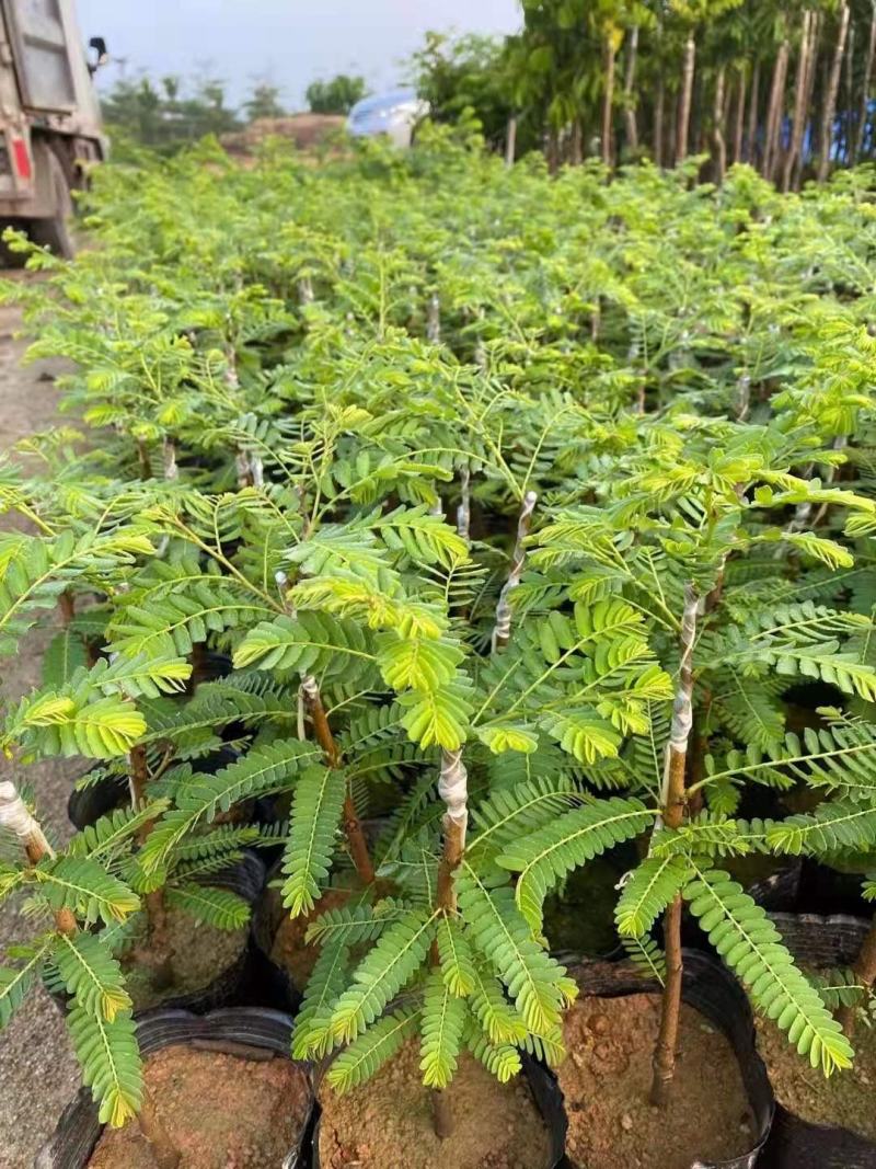 甜种余甘苗油甘苗牛柑果苗直生实生苗嫁接苗袋苗杯苗