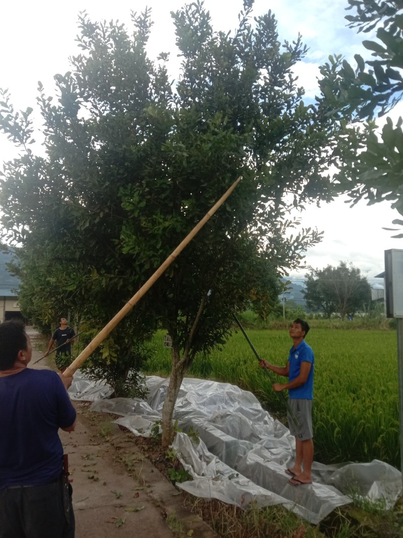 云南夏威夷果坚果产地销售价格货品包邮啊