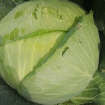 精品扁包菜大量上市，市场，加工厂联系代购代销