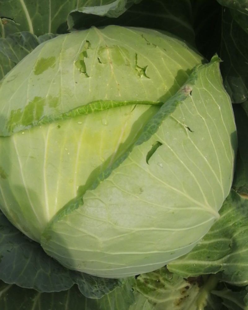 【热卖】精品圆包菜自家种植百亩基地新鲜供应对接商超档口