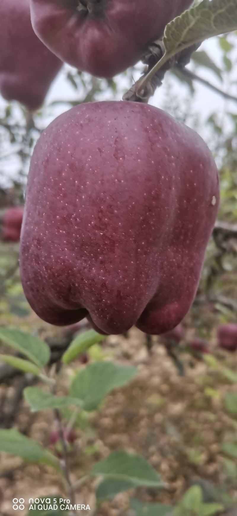 甘肃天水花牛苹果，高山花牛，天水蛇果，产地