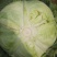 【热卖】精品圆包菜自家种植百亩基地新鲜供应对接商超档口