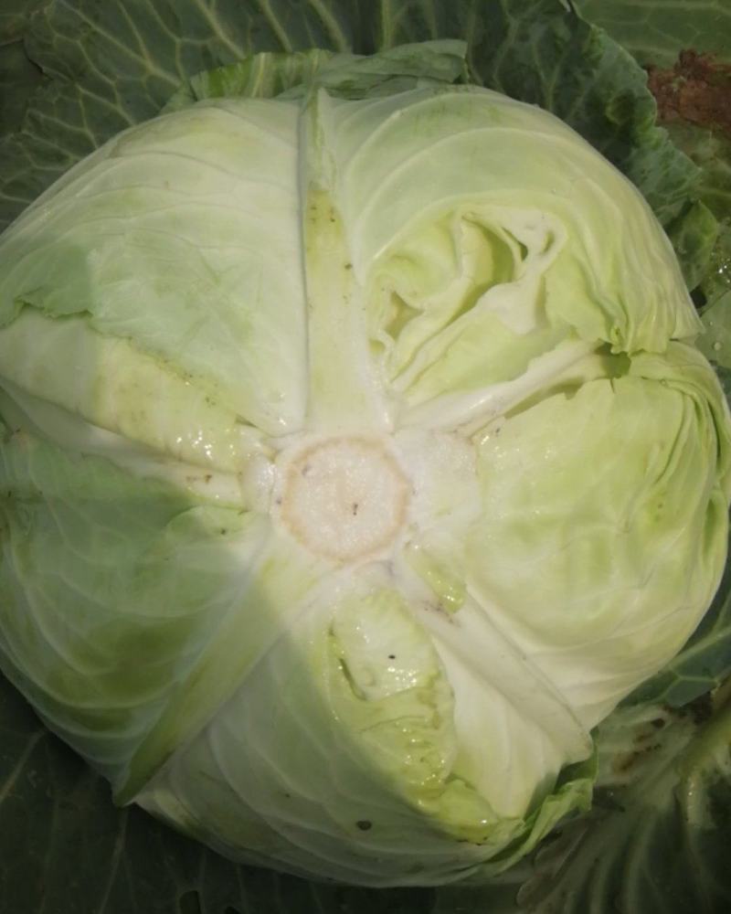 【热卖】精品圆包菜自家种植百亩基地新鲜供应对接商超档口
