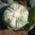 精品扁包菜大量上市，市场，加工厂联系代购代销