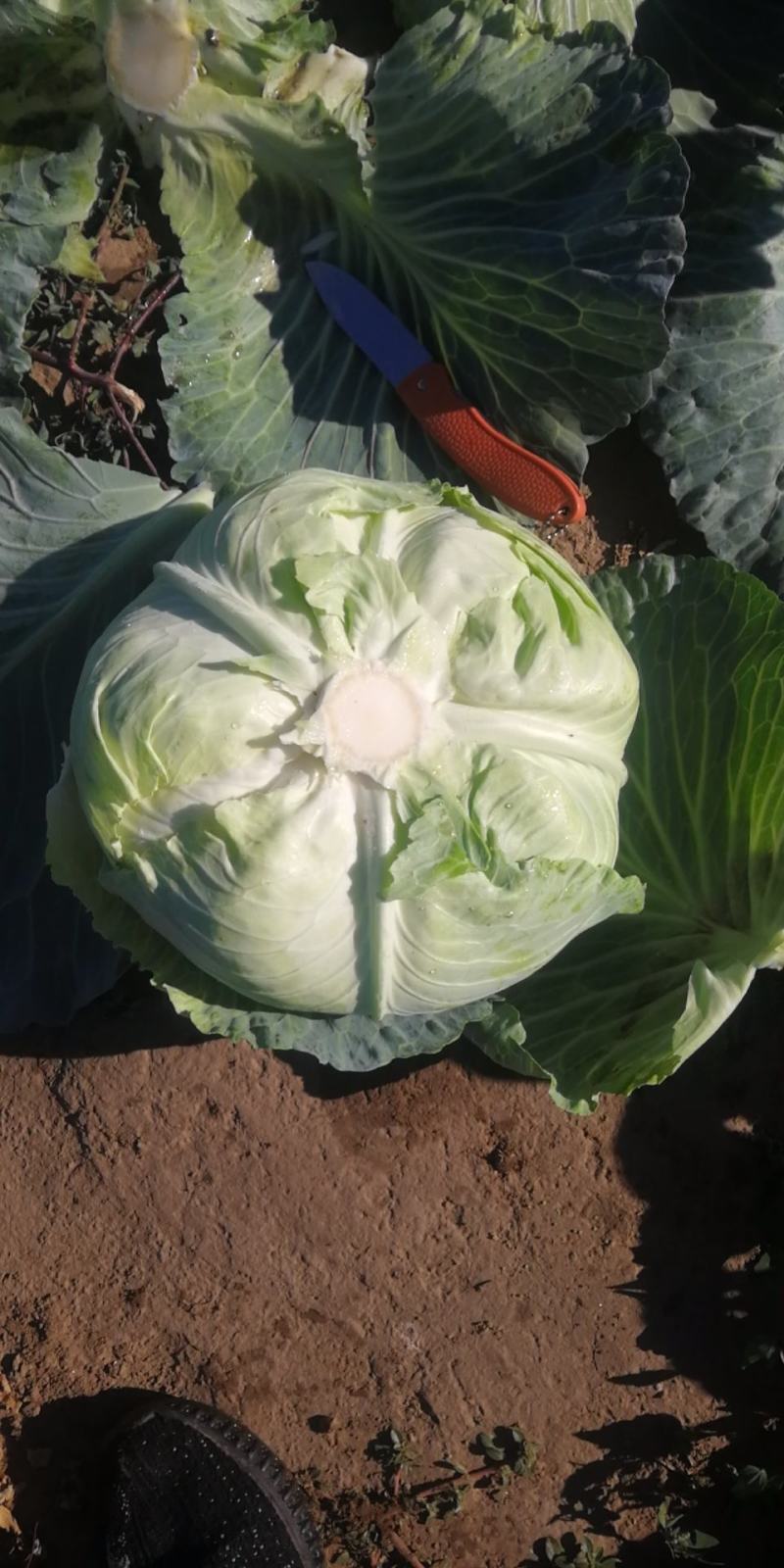 【热卖】精品圆包菜自家种植百亩基地新鲜供应对接商超档口