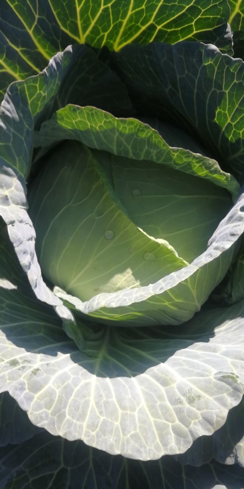 【热卖】精品圆包菜自家种植百亩基地新鲜供应对接商超档口
