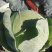 精品扁包菜大量上市，市场，加工厂联系代购代销