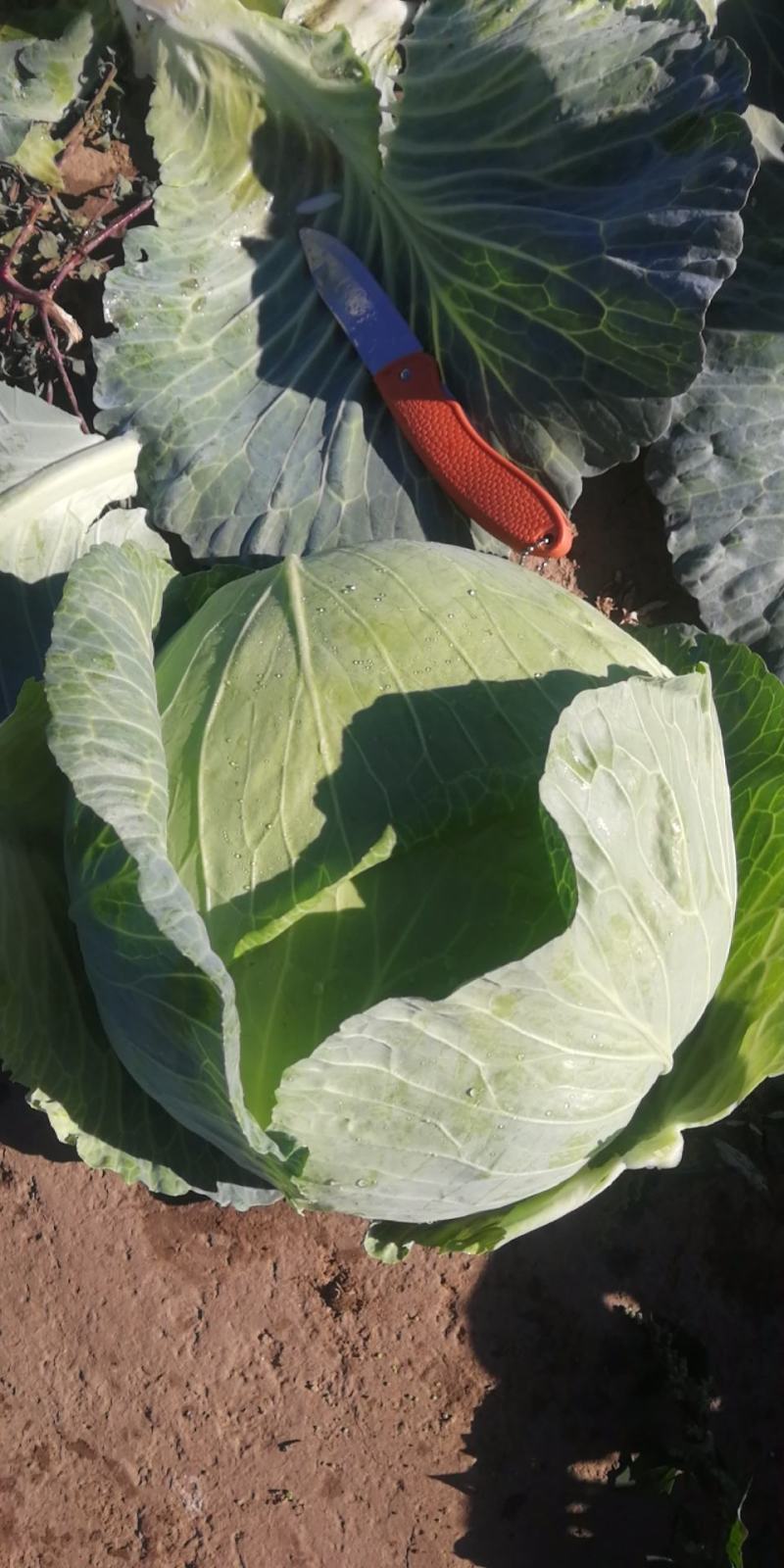 【热卖】精品圆包菜自家种植百亩基地新鲜供应对接商超档口