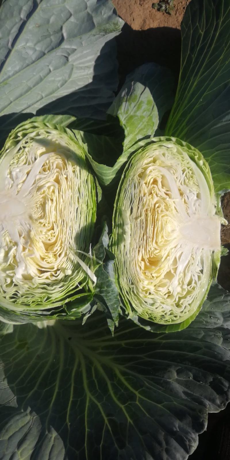 【热卖】精品圆包菜自家种植百亩基地新鲜供应对接商超档口