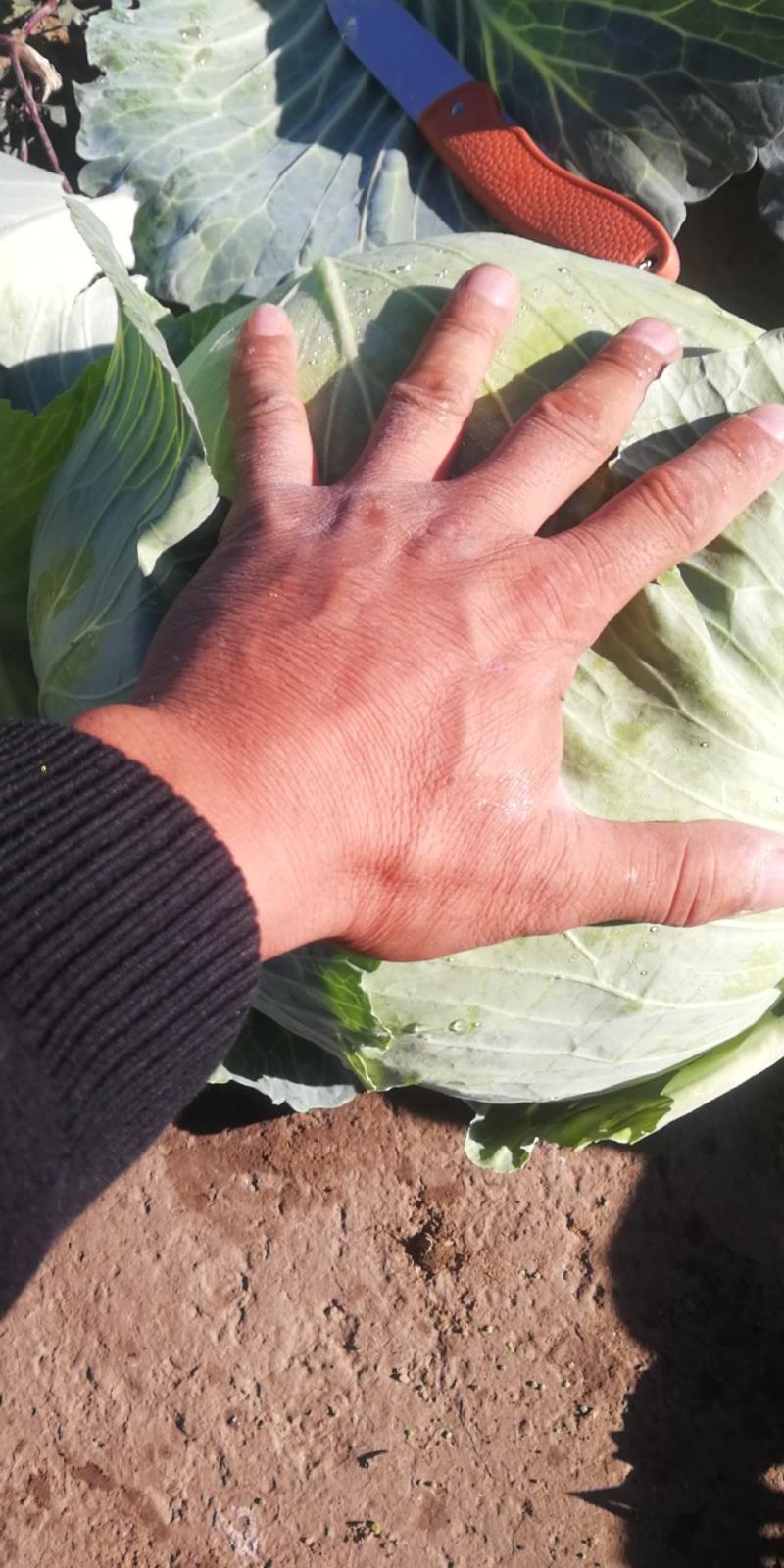 【热卖】精品圆包菜自家种植百亩基地新鲜供应对接商超档口