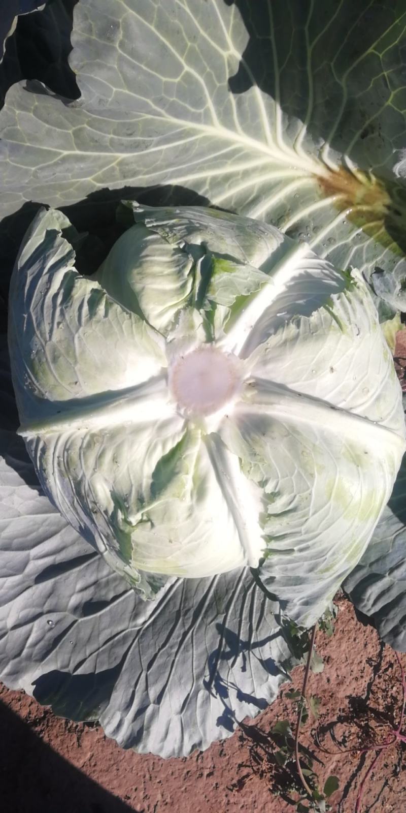【热卖】精品圆包菜自家种植百亩基地新鲜供应对接商超档口