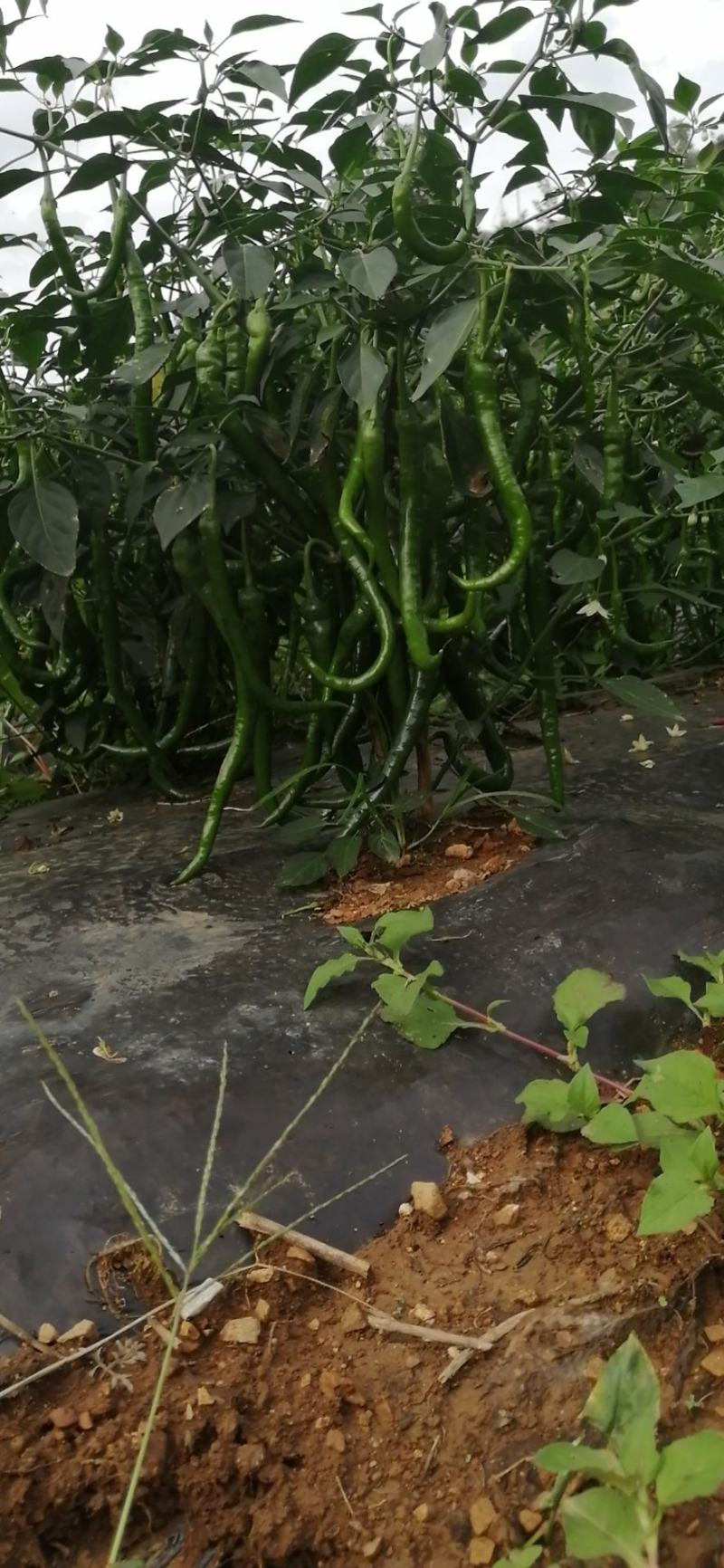 荆条六号