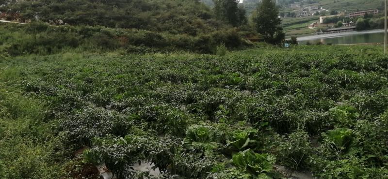 荆条六号