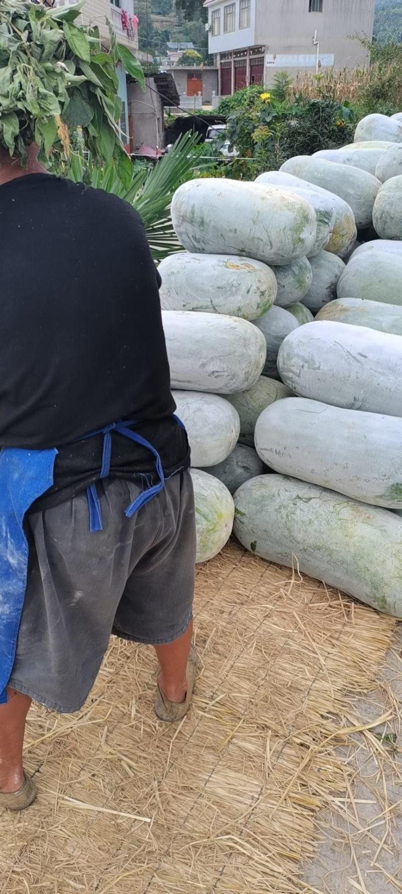 大山深处贵州产，文昌种中高桶慢慢可以上市