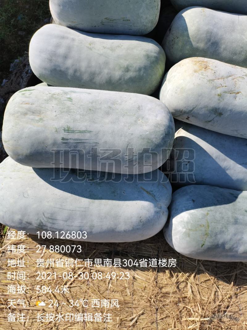 大山深处贵州产，文昌种中高桶慢慢可以上市