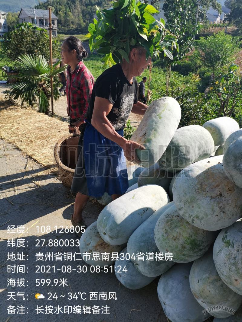 大山深处贵州产，文昌种中高桶慢慢可以上市