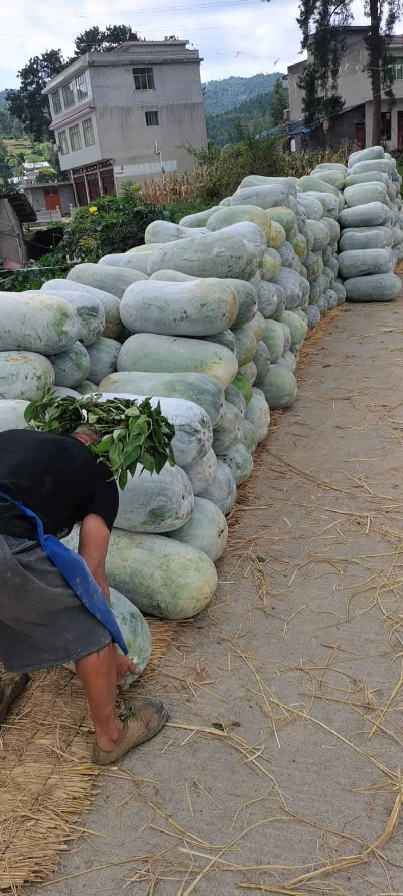 大山深处贵州产，文昌种中高桶慢慢可以上市